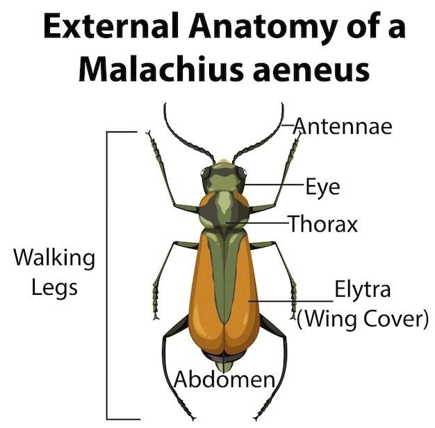 types of insect wings pdf